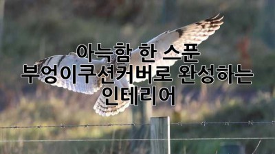 아늑함 한 스푼!🦉 부엉이쿠션커버로 완성하는 인테리어✨